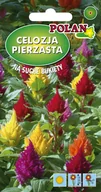 Nasiona i cebule - Celozja pierzasta niska mieszana 0.2 g POLAN - miniaturka - grafika 1