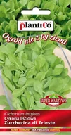 Nasiona i cebule - Cykoria liściowa Zuccherina di Trieste 2 g Plantico - miniaturka - grafika 1