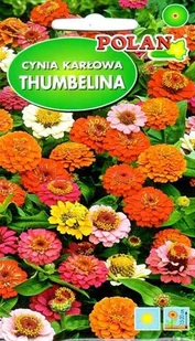 Cynia Karłowa Thumeelina Miesza 1 g POLAN - Nasiona i cebule - miniaturka - grafika 1