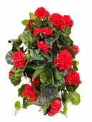 Sztuczne kwiaty - PELARGONIA ZWISAJĄCA W DONICZCE CZERWONA (2691.01) sztuczna pelargonia - miniaturka - grafika 1