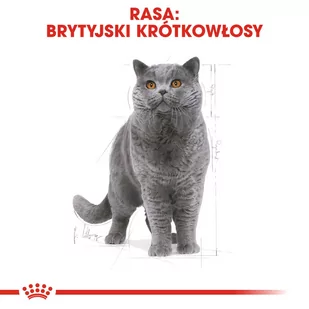 ROYAL CANIN British Shorthair 2kg + niespodzianka dla kota GRATIS! - Sucha karma dla kotów - miniaturka - grafika 1