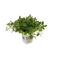 Kwiaty doniczkowe - Oregano don 12 cm - miniaturka - grafika 1