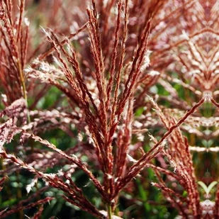 Miscanthus Miskant Ferner Osten Trawa 1 szt. doniczka P9 - Trawy i trawniki - miniaturka - grafika 1