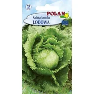Nasiona i cebule - Sałata Krucha Lodowa Polan - miniaturka - grafika 1