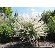 Sadzonki drzew krzewów - Wierzba HAKURO NISHIKI 120 cm 5L Co - miniaturka - grafika 1