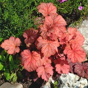 Nasiona i cebule - Żurawkotenella ‘Sweet Tea’ - miniaturka - grafika 1