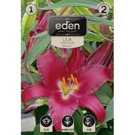 Nasiona i cebule - Lilia orientalna Barracuda 1 sztuka Eden - miniaturka - grafika 1