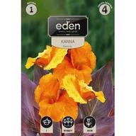 Nasiona i cebule - Kanna Wyoming 1 sztuka Eden - miniaturka - grafika 1