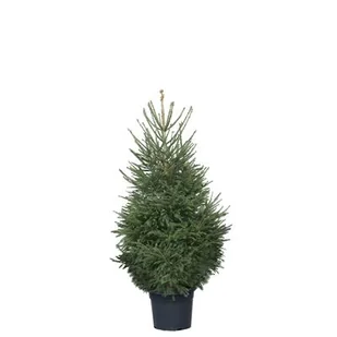 Świerk pospolity wys. 130-150 cm, don. 18-20 l - Choinki - miniaturka - grafika 1