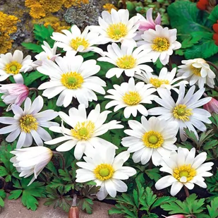 Anemon Grecki - Zawilec White Splendour 10 szt. - Nasiona i cebule - miniaturka - grafika 1