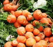 Nasiona i cebule - MARCHEW MARCHEWKA OKRĄGŁA JADALNA słodka wczesna NASIONA WARZYW p. 4.33.1.323 ST; - miniaturka - grafika 1