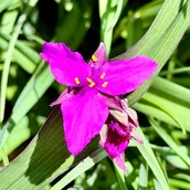 Nasiona i cebule - Trzykrotka wirginijska 'Concord Grape' Tradescantia virginiana Doniczka 2L - miniaturka - grafika 1