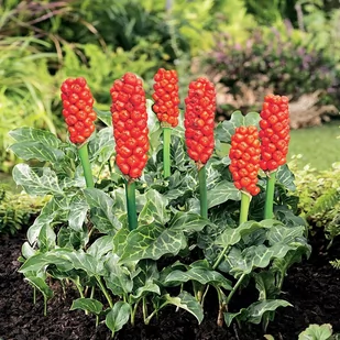 Arum Italicum Obrazek Włoski 3 szt cebulki - Nasiona i cebule - miniaturka - grafika 1