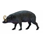 Figurki dla dzieci - Collecta Babyrousa L - miniaturka - grafika 1