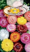 Nasiona i cebule - KOCANKA NIEŚMIERTELNIK MIESZANKA 1g - miniaturka - grafika 1