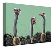 Obrazy i zdjęcia - Strusie - obraz na płótnie - miniaturka - grafika 1