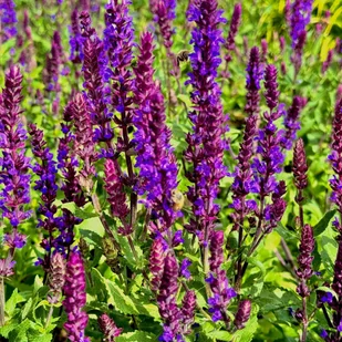 Szałwia omszona Niebieska 'New Dimension Blue' (Salvia nemorosa) W Doniczce - Nasiona i cebule - miniaturka - grafika 1