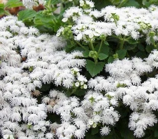 ŻENISZEK MEKSYKAŃSKI BIAŁY AGERATUM 0,2 G NASION - Nasiona i cebule - miniaturka - grafika 1