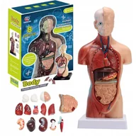 Mały naukowiec - ANATOMICZNY MODEL LUDZKIEGO CIAŁA LUDZKIE ORGANY ANATOMIA TUŁÓW CZŁOWIEKA - miniaturka - grafika 1