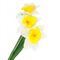 Sztuczne kwiaty - SZTUCZNE KWIATY ŻONKIL na cmentarz jak żywe bukiety do wazonu główki balkon - miniaturka - grafika 1