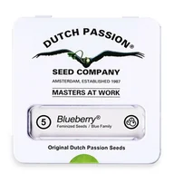 Nasiona i cebule - Nasiona konopi Dutch Passion - BlueBerry (fem) 5 szt. - miniaturka - grafika 1