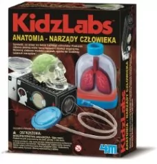 4M KidzLabs Anatomia narządy człowieka 3374 - Mały naukowiec - miniaturka - grafika 3