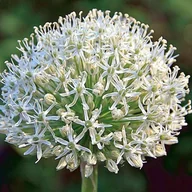 Nasiona i cebule - Allium Czosnek polski Mount Everest 1 szt 16/18 cebule cebulki producent - miniaturka - grafika 1
