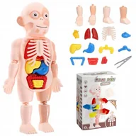 Zabawy w naśladowanie dorosłych - ANATOMICZNY MODEL LUDZKIEGO CIAŁA LUDZIK CIAŁO CZŁOWIEKA ORGANY LUDZKIE - miniaturka - grafika 1
