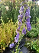 Nasiona i cebule - Tojad mocny bylina do cienistego i wilgotnego ogrodu - miniaturka - grafika 1