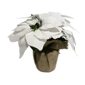 Ozdoby bożonarodzeniowe - Poinsecja biała w doniczce - miniaturka - grafika 1