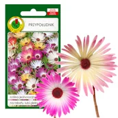 Nasiona i cebule - PRZYPOŁUDNIK MIESZANY NA RABATY KWIAT NASIONA - miniaturka - grafika 1