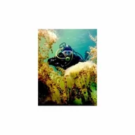 Vouchery - Nurkowanie w podwodnym lesie dla dwojga - miniaturka - grafika 1