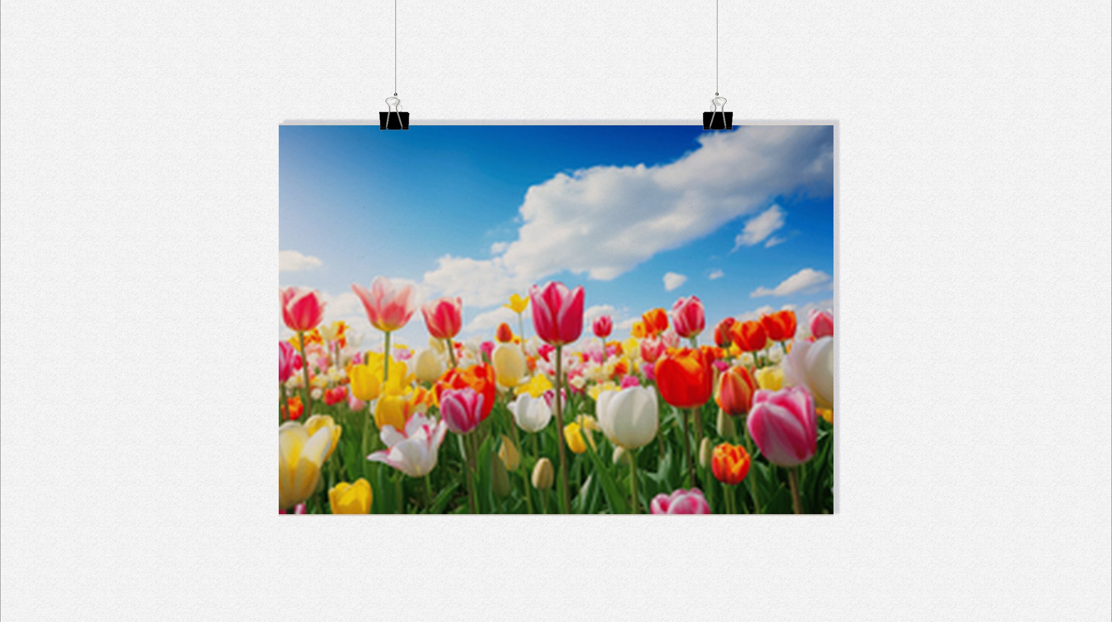 Plakat Tulipan - Plakat Pole - Plakat Natura - Plakat Kwiat - Piękny plakat - 91x61cm - Idealny do oprawienia w ramkę