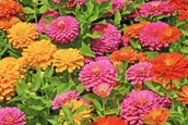 Nasiona i cebule - CYNIA DALIOWA karłowa LILIPUT mieszanka NASIONA KWIATÓW ROŚLIN OZDOBNYCH p. 2H58 - miniaturka - grafika 1