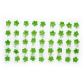 Dodatki do ciast w proszku - Cukrowe Kwiaty Jabłoni (Zielone) Na Tort Urodzinowy - miniaturka - grafika 1