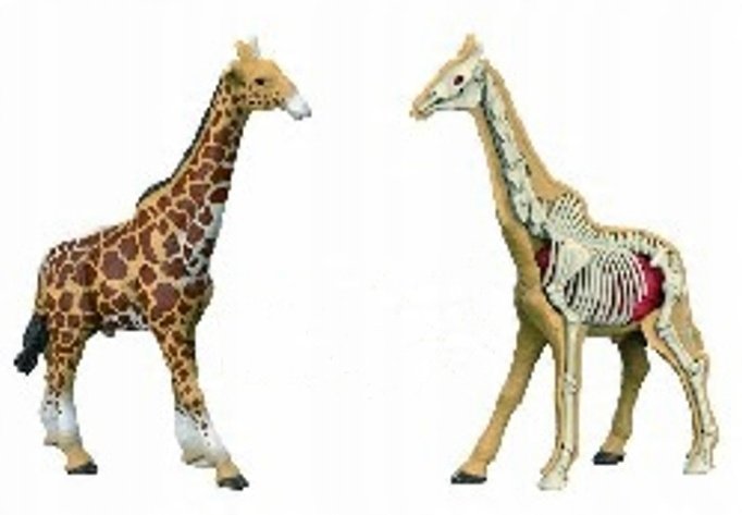 Figurka Zwierzęcia Dzikiego Żyrafy Model Anatomiczny Model Do Złożenia