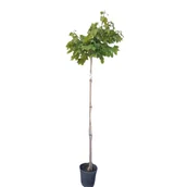 Sadzonki drzew krzewów - Klon Globosum wys.180 cm don. 25,5 cm - miniaturka - grafika 1