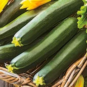 Nasiona i cebule - Cukinia Black Beauty BIO nasiona cukini warzyw plenna zdrowa odporna - miniaturka - grafika 1
