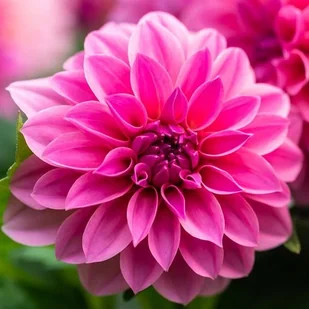 Dalia dekoracyjna Rosella II wybór 1 szt. - Nasiona i cebule - miniaturka - grafika 1