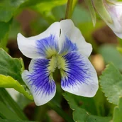 Nasiona i cebule - Fiołek Motylkowy 'Priceana' (Viola sororia) Doniczka 1.0L - miniaturka - grafika 1