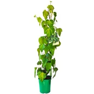 Kwiaty doniczkowe - Bluszcz kolchidzki 60 cm don. 2 l - miniaturka - grafika 1