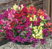 Nasiona i cebule - LWIA PASZCZA O PĘDACH ZWISAJĄCYCH ANTIRRHINUM MAJU - miniaturka - grafika 1