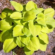 Nasiona i cebule - Hosta Funkia August Moon 1 szt. sadzonka sadzonki - miniaturka - grafika 1