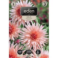 Nasiona i cebule - Dalia kaktusowa Preference 1 sztuka Eden - miniaturka - grafika 1