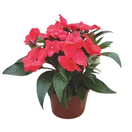 Kwiaty doniczkowe i cięte - Niecierpek New Guinea wys. 25 cm don. 10,5 cm - miniaturka - grafika 1