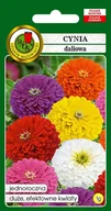 Nasiona i cebule - Cynia daliowa mieszana 1 g PNOS - miniaturka - grafika 1