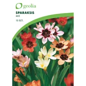 Nasiona i cebule - Sparaksis mix 15 szt. cebulki kwiatów Geolia - miniaturka - grafika 1