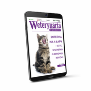 Książki medyczne - Interna na 4 łapy – czyli wszystko o zdrowiu kotów (e-book) [pdf] - miniaturka - grafika 1