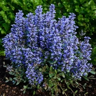 Nasiona i cebule - Dąbrówka rozłogowa Mahogany 1 szt. doniczka P9 - miniaturka - grafika 1