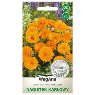 Nagietek karłowy Candyman pomarańczowy nasiona 2g - WegAna - Nasiona i cebule - miniaturka - grafika 1